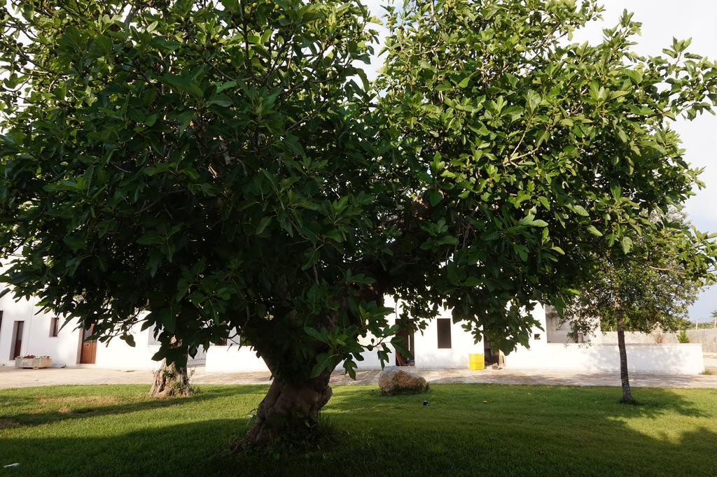 Masseria Pappo Villa Copertino Kültér fotó